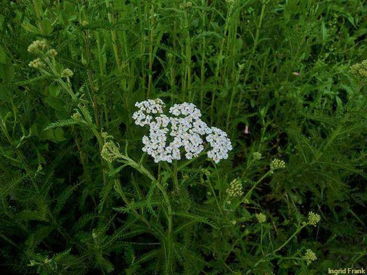 Achillea millefolium / Wiesen-Schafgarbe