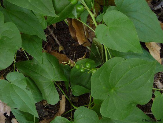 Tamus edulis / Essbare Schmerwurz