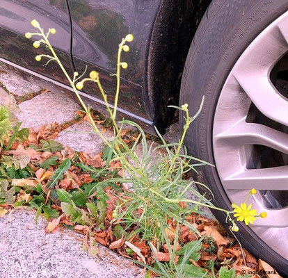 Senecio inaequiens / Schmalblättriges Greiskraut