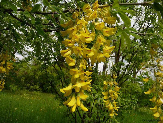 Laburnum spec. (2 Arten)