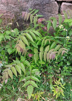 25.05.2025: Ailanthus altissima / Drüsiger Gtterbaum