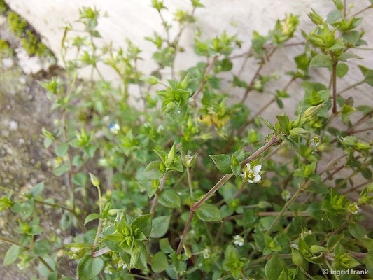 07.03.2024, Oberrheinebene bei Leimen: Arenaria serpyllifolia / Quendel-Sandkraut