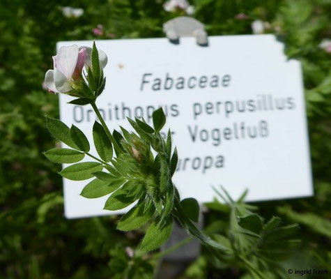 Ornithopus perpusillus - Kleiner Vogelfuß  (20.06.2022; Botanischer Garten der Universität Konstanz)