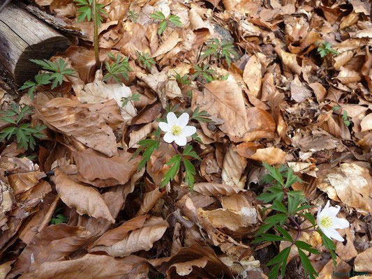 30.03.2011 - Altdorfer Wald bei Baumgarten