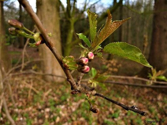Prunus cerasifera / Kirschpflaume   (06.04.2012; Flappachwald bei Ravensburg)