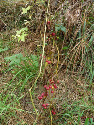 Bryonia dioica / Rotbberige Zaunrübe   (10.10.2009; Eichstetten am Kaiserstuhl)