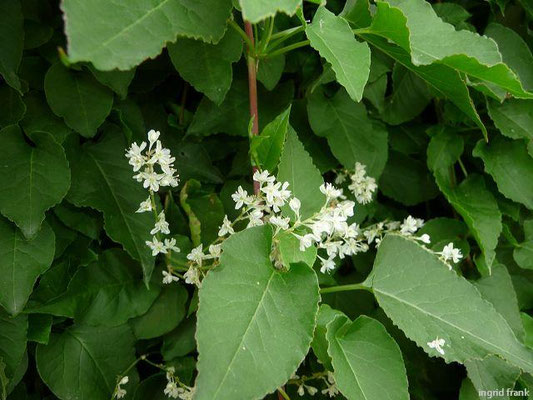 Fallopia baldschuanica / Silberregen