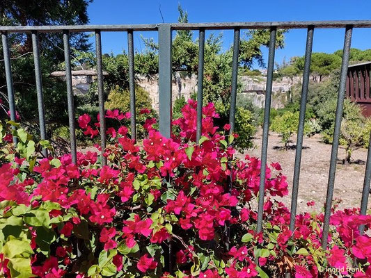 Bougainvillea spec. / Drillingsblume