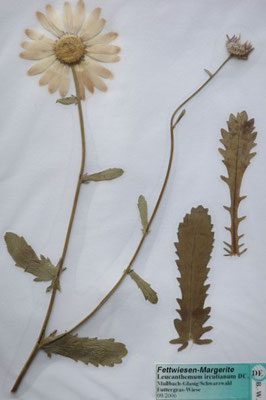 Leucanthemum ircutianum / Zahnöhrchen-Maargerite    VI(-X)   Herbarium Dr. Wolf von Thun)