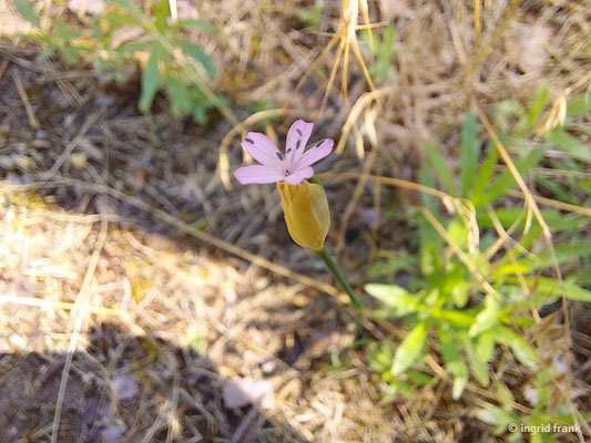 Petrorhagia prolifera / Sprossendes Nelkenköpfchen