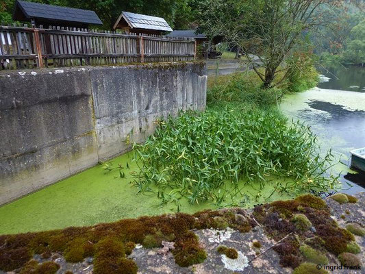Sagittaria sagittifolia / Gewöhnliches Pfeilkraut