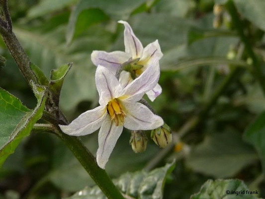 Solanum villosum / Gelbbeeriger Nachtschatten, Zottiger Nachtschatten    VI-X