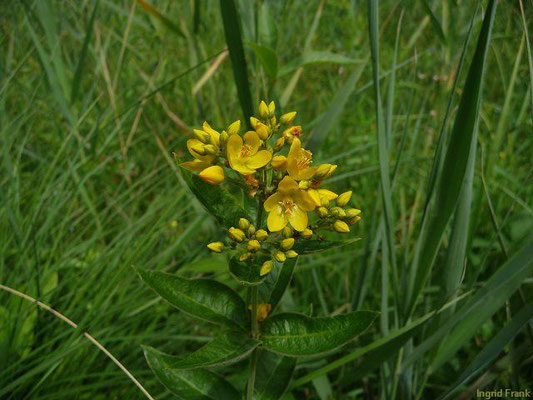 Lysimachia vulgaris / Gewöhnlicher Gilbweiderich