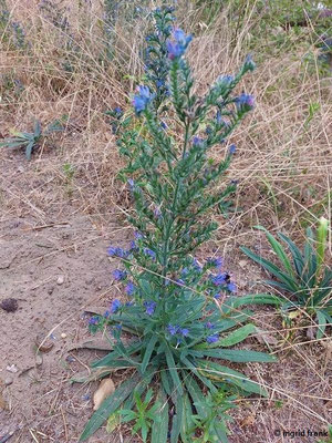 Echium vulgaris / Gewöhnlicher Natternkopf   (15.07.2023; NSG Sandauser Düne, Pflege Schönau-Galgenberg)