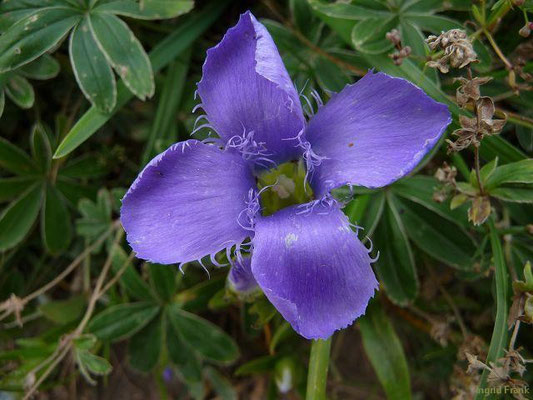 Gentianopsis ciliata - Gewöhnlicher Fransenenzian
