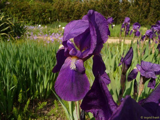 Iris germanica / Deutsche Schwertlilie (Botanischer Garten Berlin)    V-VI