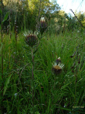 Carlina vulgaris / Golddistel    (12.08.2013; NSG Weißenbronnen)