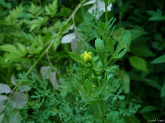 Ruta graveolens - Weinraute