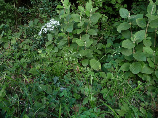 Pimpinella saxifraga / Kleine Pimpinelle    VII-IX