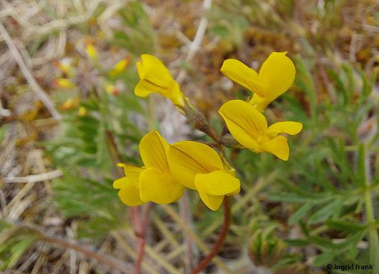 Hippocrepis comosa / Hufeisenklee; Baden-Württemberg keine Gefährdung