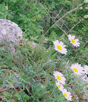 Leucanthemum adustum / Berg-Margerite