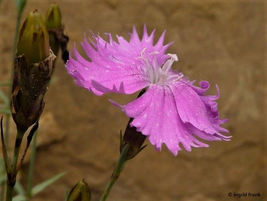 Dianthus gratianopolitanus / Pfingst-Nelke    V-VI