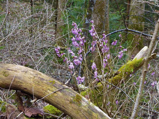 13.03.2018: Daphne mezereum / Gewöhnlicher Seidelbast  