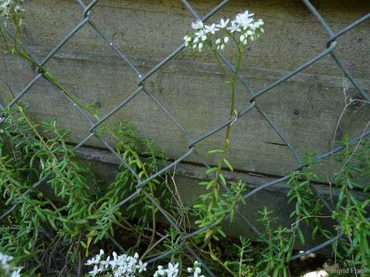 Sedum album / Weiße Fetthenne    VI-IX