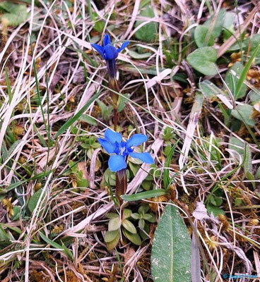 Gentiana verna / Frühlings-Enzian   (in Baden-Württemberg stark gefährdet: 2)