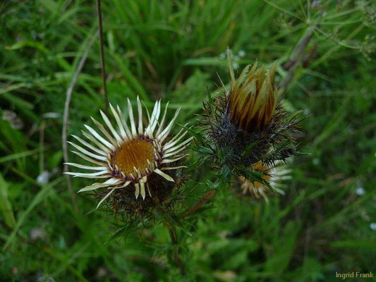 Carlina vulgaris / Gewöhnliche Golddistel, Kleine Eberwurz    VII-IX