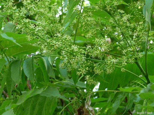 Ailanthus spec. (5 Arten)