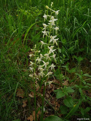 Platanthera bifolia / Weiße Waldhyazinthe