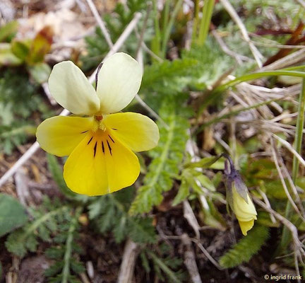 Viola tricolor ssp. alpestris / Gebirgs-Stiefmütterchen