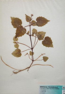 Circaea x intermedia / Mittleres Hexenkraut    VI-VIII    (Herbarium Dr. Wolf von Thun)