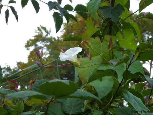 Calystegia sepium / Gewöhnliche Zaunwinde   (Ausnahme: im Bergland nur "verbreitet" = in 40-90 % der Kartierflächen vorkommend)