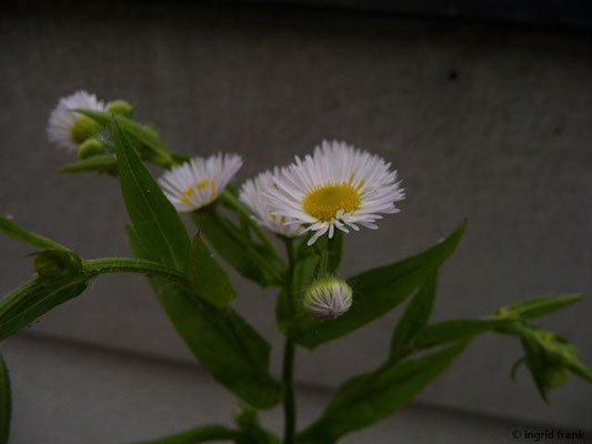 06.06.2015-Erigeron annuus