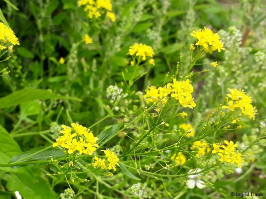 Rorippa austriaca / Österreichische Sumpfkresse