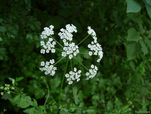Torilis japonica - Gewöhnlicher Klettenkerbel