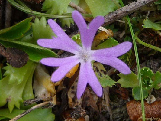 Primula minima / Zwerg-Primel