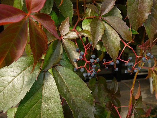 26.09.2011-Parthenocissus quinquefolia - Selbstkletternde Jungfernrebe