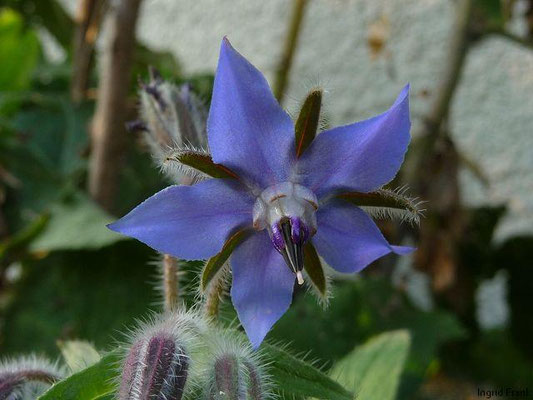 Borago officinalis / Gurkenkraut, Garten-Boretsch    VI-VII(-X)