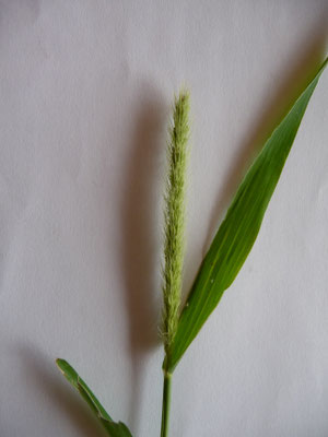 Setaria viridis / Grüne Borstenhirse