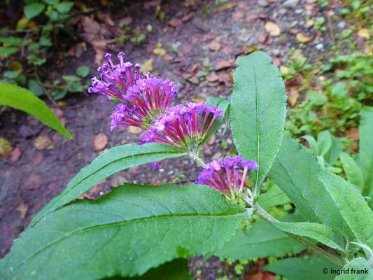 Buddleja davidii / Sommerflieder, Schmetterlingsstrauch