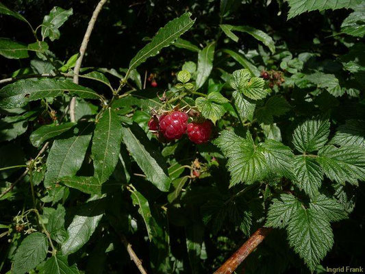 Platz 45: Himbeere / Rubus idaeus  (nachgewiesen in 1103 der 1161 Kartierquadranten)