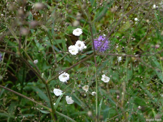 Gypsophila  paniculata / Schleierkraut, Rispiges Gipskraut (Apothekergarten Leipzig)    VI-IX