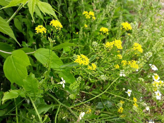 Rorippa austriaca - Österreichische Sumpfkresse    (VI-VIII)
