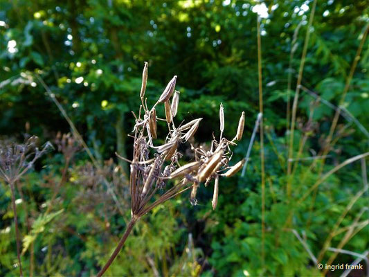 Chaerophyllum aureum / Gold-Kälberkropf    (20.08.2018; Lochmoos, Altdorfer Wald bei Baumgarten))