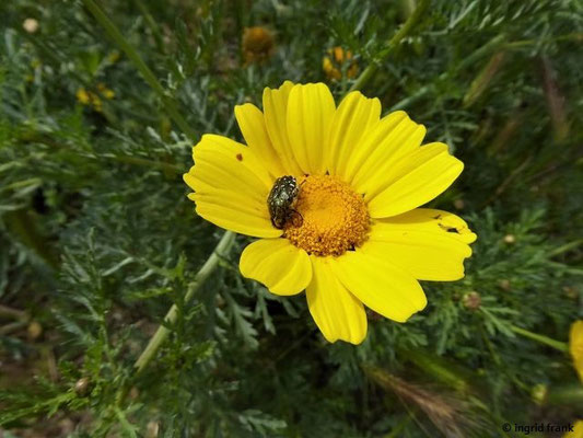 Glebionis coronaria / Kronen-Wucherblume     (01.05.2019; Italien, Toskana, Halbinsel Monte Argentario)