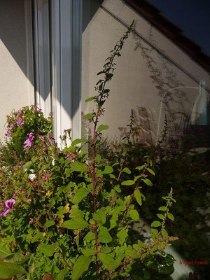 Chenopodium polyspermum / Vielsamiger Gänsefuß