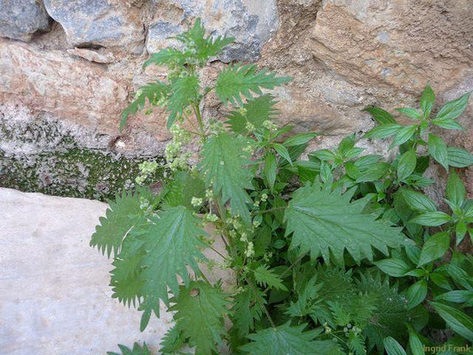 Urtica pilulifera / Pillen-Brennnessel    VI-X